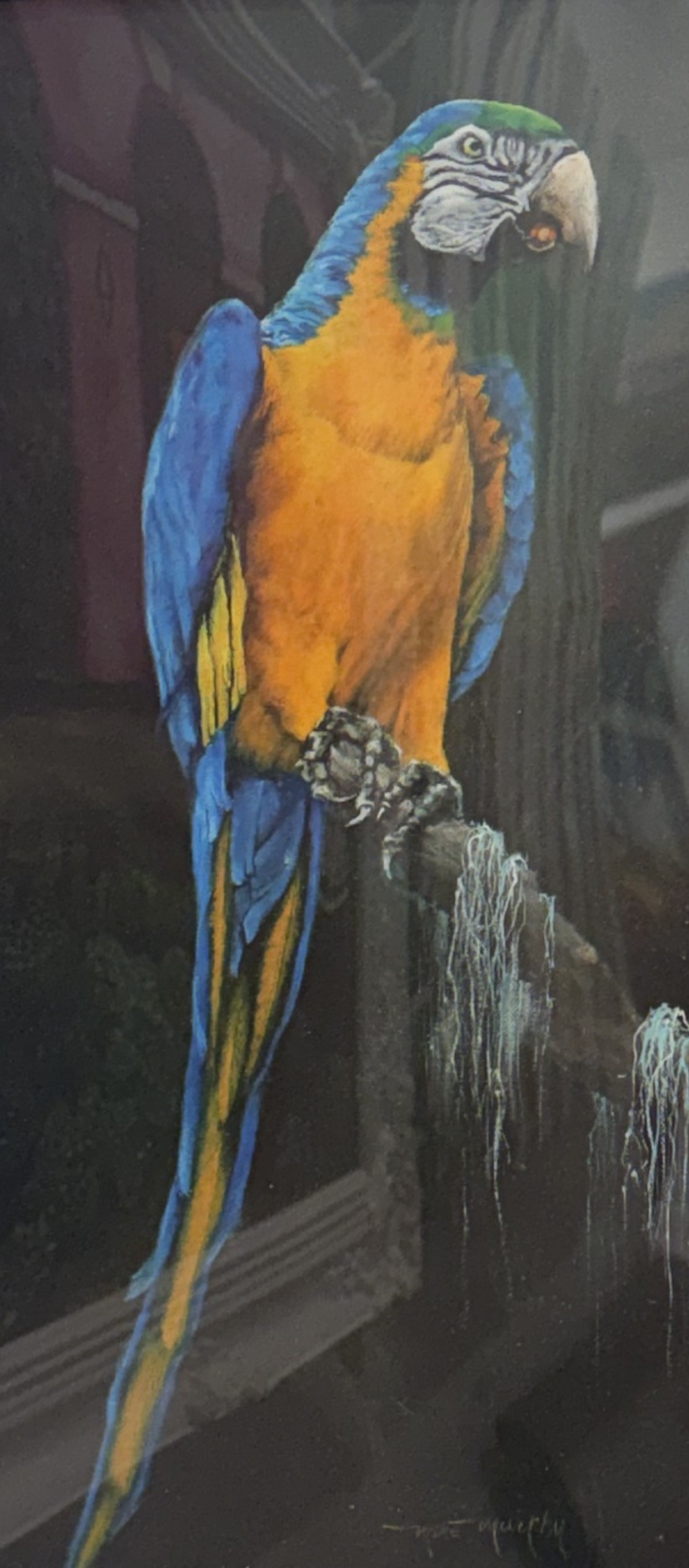Yellow Macaw Print, Print
